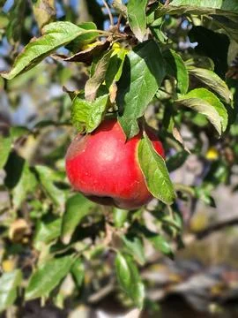 Juicy Red Apple on Tree Branch for Fresh Juice Advertising and Horticulture Stock Photos