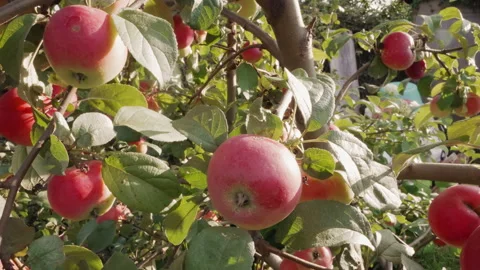 Juicy red apples amidst dappled light and lush green leaves. Vivid display of Stock Footage 335770269