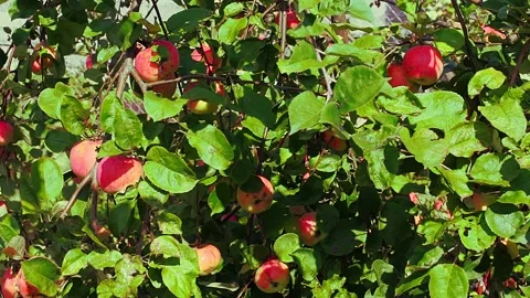 Juicy red apples hang on a tree branch with leaves in the garden in sunny summer Stock Footage 169560795