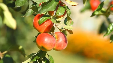 Juicy red apples on the tree Stock Footage 43658763