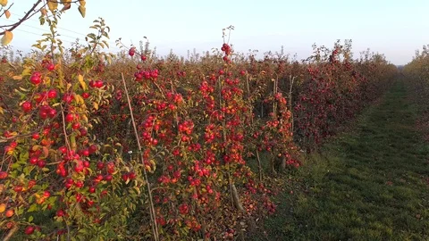Juicy, red apples on the trees, aerial view Stock Footage 123663701