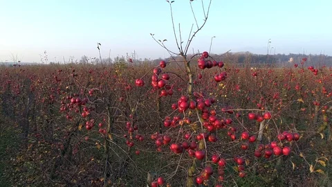 Juicy, red apples on the trees, slow motion, aerial view Stock Footage 123663621
