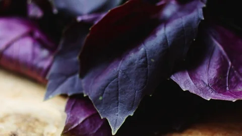 Juicy red Basil leaves. Stock Footage 76944236