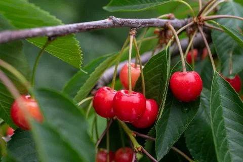 Juicy red cherries on the tree Stock Photos