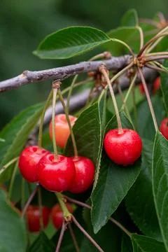 Juicy red cherries on the tree 스톡 사진