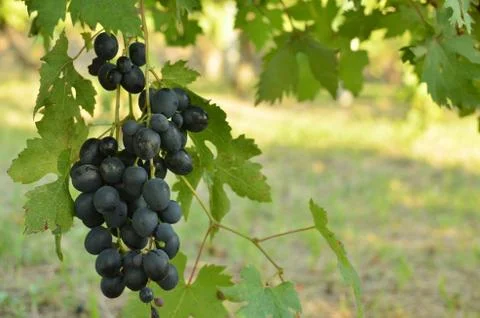 Juicy Red Grape Stock Photos