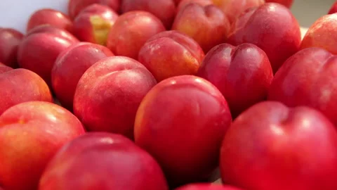 Juicy red nectarines in crate at sunlight in branches shadow Video stock 161223002