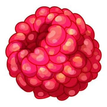 Juicy red raspberry showing tiny bulbs forming the fruit Illustrazione stock