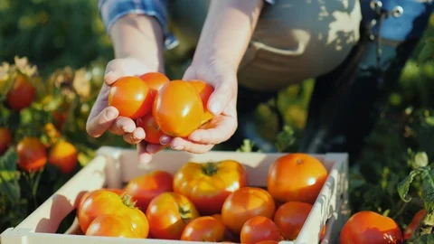 Juicy red tomatoes only collected from the field Stock Footage 104101592