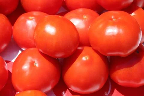 Juicy Red Tomatoes Stock Photos