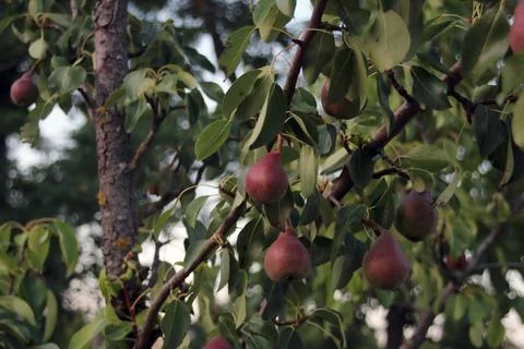 A juicy reddish pear hangs on a fruit tree Stock Photos