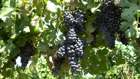 Juicy ripe clusters of red grapes during the harvest Video stock 124782876