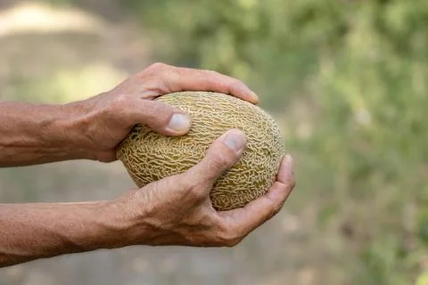 Juicy ripe melon in a man's hand.Melon ripening season. Stock Photos