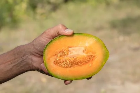Juicy ripe melon in a man's hand.Melon ripening season. Stock Photos