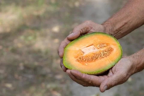 Juicy ripe melon in a man's hand.Melon ripening season. Stock Photos