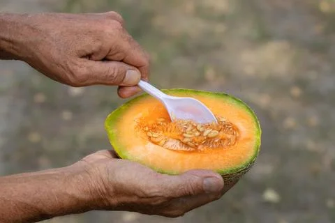 Juicy ripe melon in a man's hand.Melon ripening season. Stock Photos