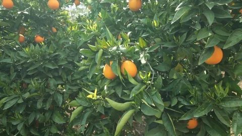 Juicy ripe oranges Stock Footage 113199951