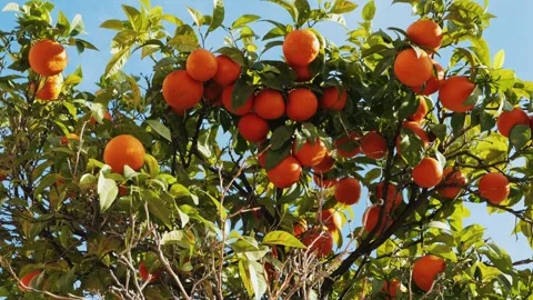 Juicy ripe oranges fruit branch of the orange tree in the garden on blue sky Stock-Footage 307934151