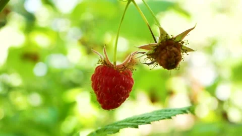 Juicy ripe raspberry on a branch in the summer in the garden Stock Footage 230699789