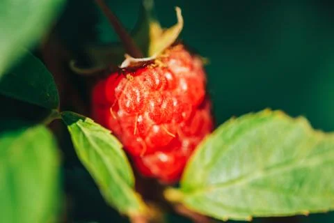 Juicy ripe raspberry close up macro photo in garden Stock Photos
