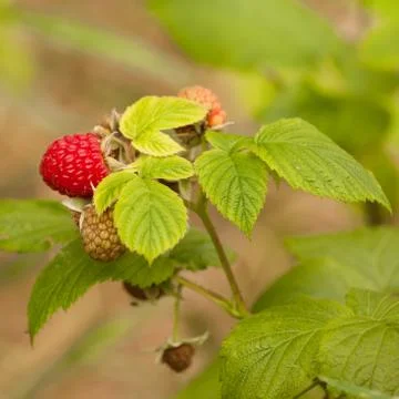 Juicy ripening red raspberry fruit on green plant Foto stock