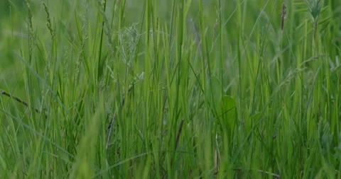 Juicy spring green grass Stock Footage 186720897