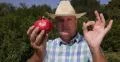 Juicy Sweet Red Pomegranate Fruit Healthy Vegan Dessert Farmer Showing Ok Sign 4k or 4k+ Resolution