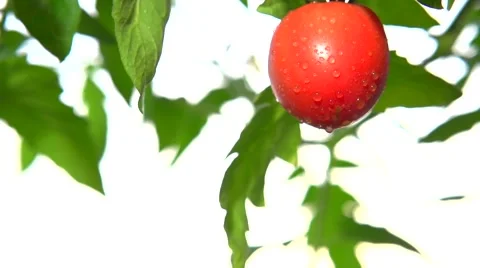 Juicy tomatoes swing by wind at sunset. Stock-Footage 54959007