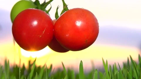 Juicy tomatoes swing by wind at sunset. Video stock 54959009