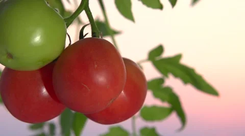 Juicy tomatoes swing by wind at sunset. Video stock 54959029