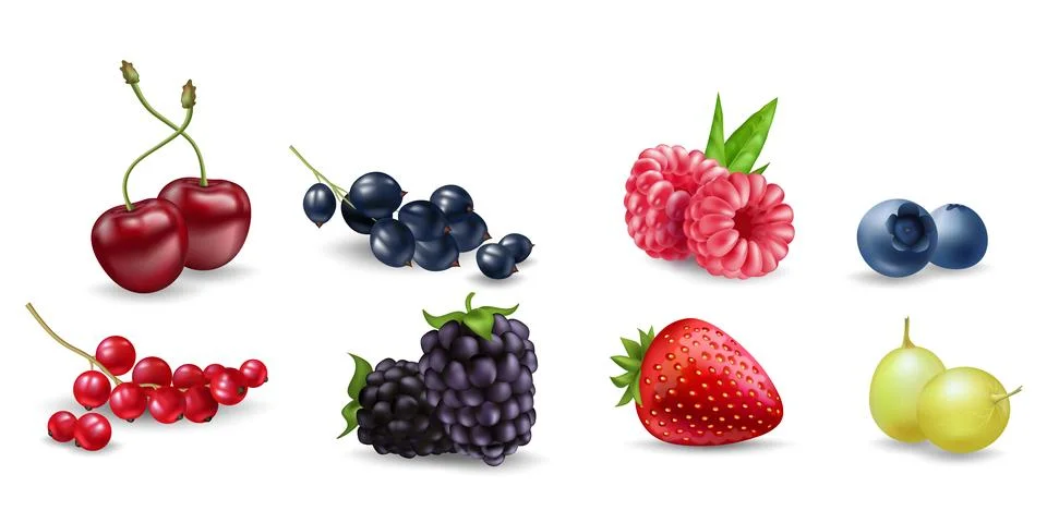 Juicy vector berries raspberry, blueberry, cherry, currant, blackberry, str.. 库存插图