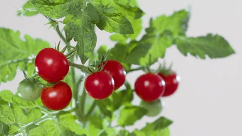 Juicy vegetables on a white background. Сherry tomato on a branch bush. Stock Footage 280929484
