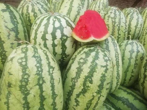 Juicy watermelon fruit Stock Photos