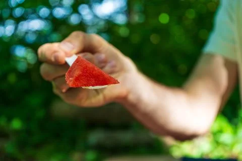 Juicy watermelon slice in hand during sunny forest picnic break 写真素材