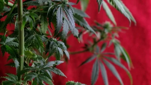 Juicy wet bush blooms marijuana fluctuates in the wind against a red background. Stock Footage 121166341