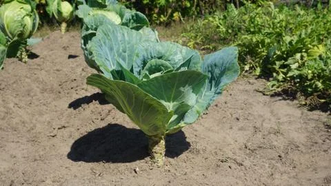 Juicy white cabbage grows on a bed. vegetable garden Stock Photos