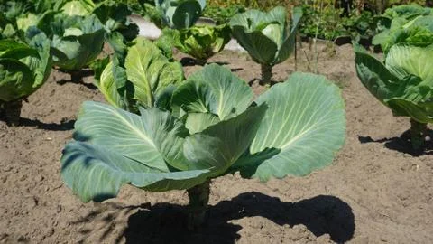Juicy white cabbage grows on a bed. vegetable garden Stock Photos