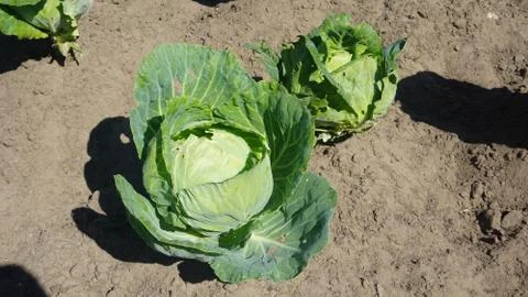 Juicy white cabbage grows on a bed. vegetable garden Stock-Fotos