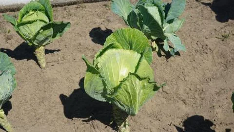 Juicy white cabbage grows on a bed. vegetable garden Stock Photos