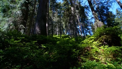 Juicy wood in Austria Stock Footage 145806865