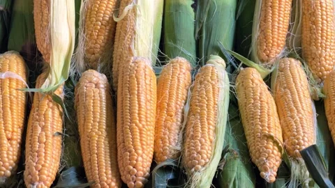 Juicy yellow corn on the counter.  Stock Footage 304694938