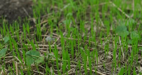 Juicy young grass Stock Footage 140236356