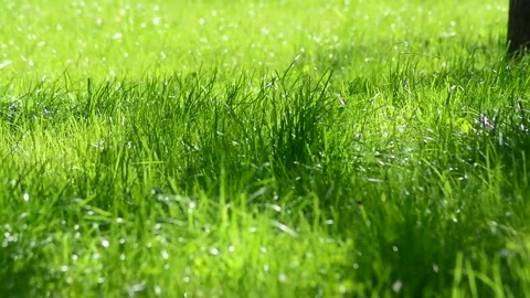 Juicy young grass in the rays of sunlight Stock Footage 131497055