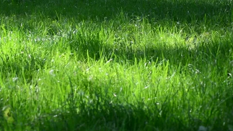 Juicy young grass in the rays of sunlight in the early morning in the summer of Stock Footage 131497062