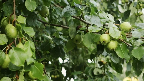 Juicy young pears hang on a tree branch in the garden. Stock Footage 317933453