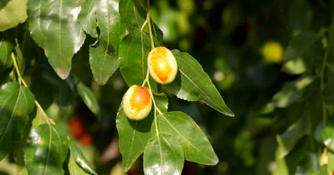 Jujube in a farm at sun 库存影片 45528462