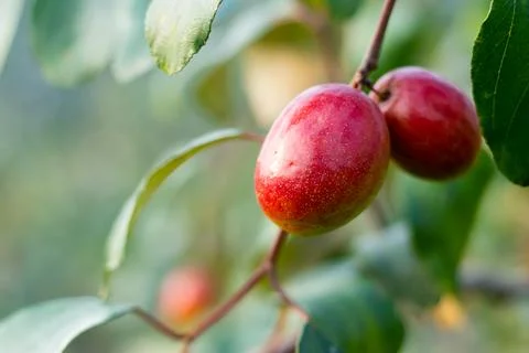 The jujube fruit, also known as the red date or Chinese apple Stock Photos