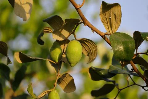 Jujube fruit tree , HD image Stock Photos