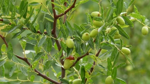 Jujube, giuggiole Stock Footage 161643050