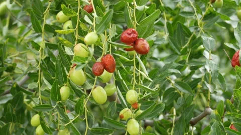 Jujube, giuggiole Stock Footage 161643180
